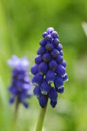 Image of Armenian grape hyacinth