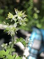 Image of Few-Flower Meadow-Rue