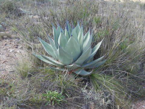 Agave applanata K. Koch resmi