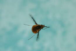 Image of Large bee-fly