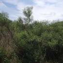 Image of Barkley's-Ragwort