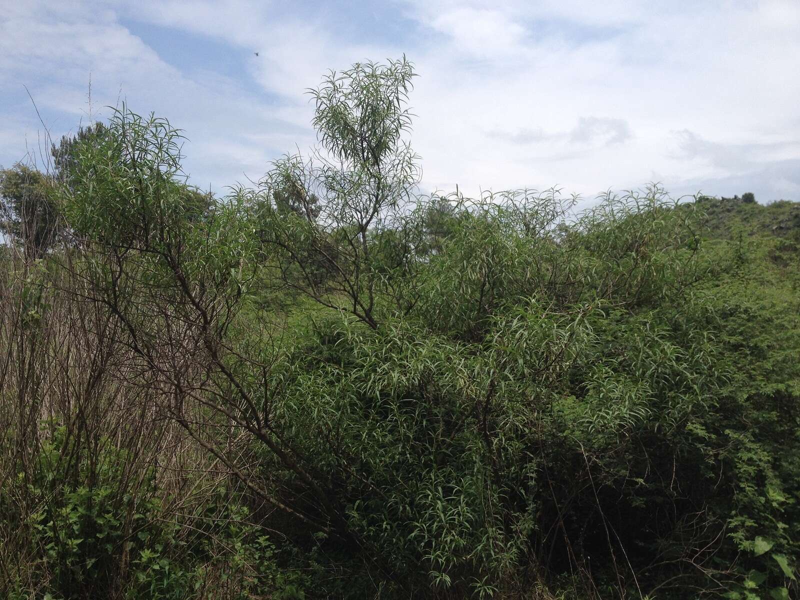 Image of willow ragwort