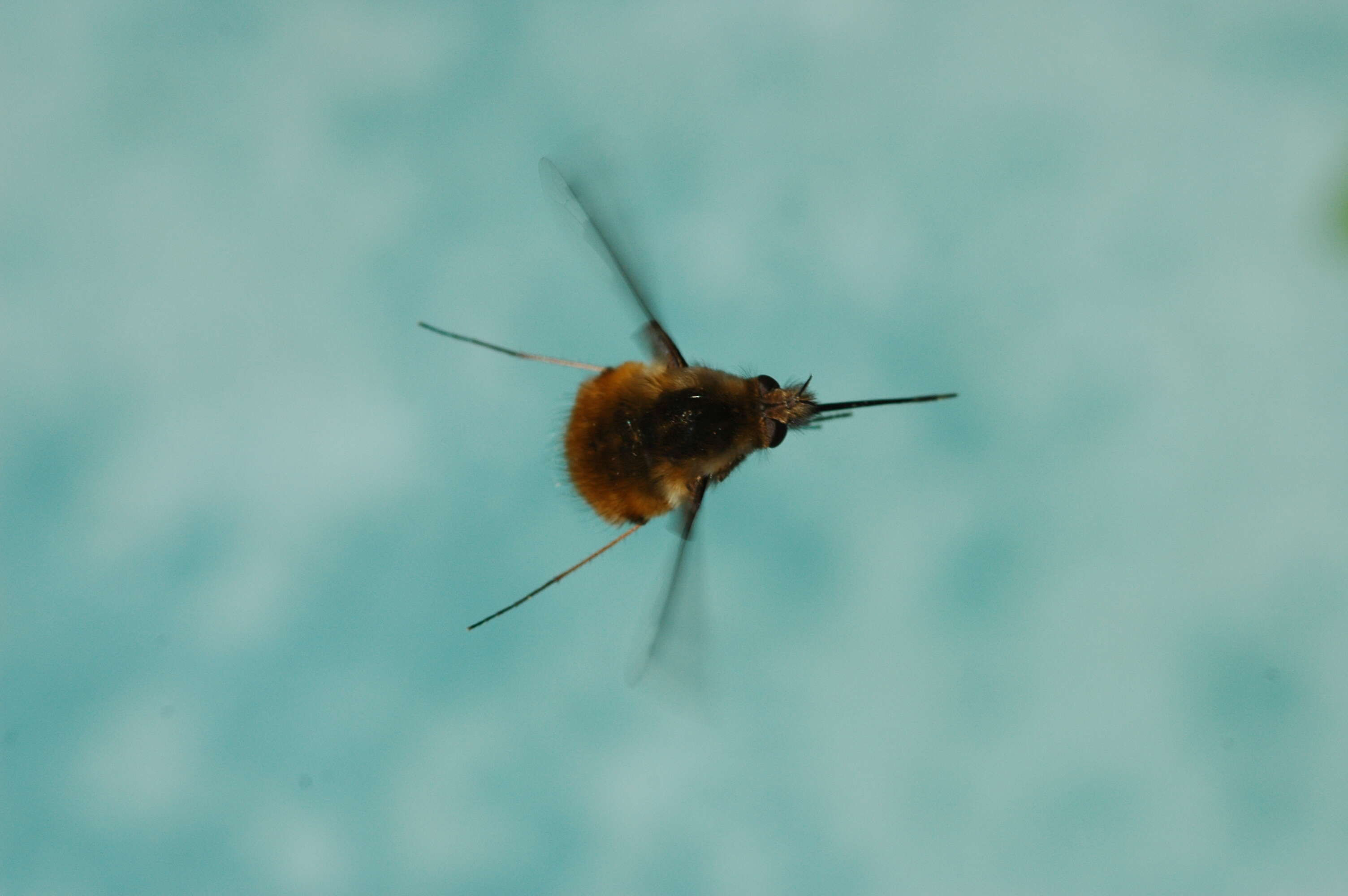 Image of Large bee-fly