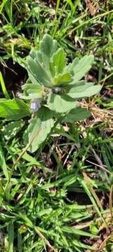 Image of Ajuga integrifolia Buch.-Ham. ex D. Don