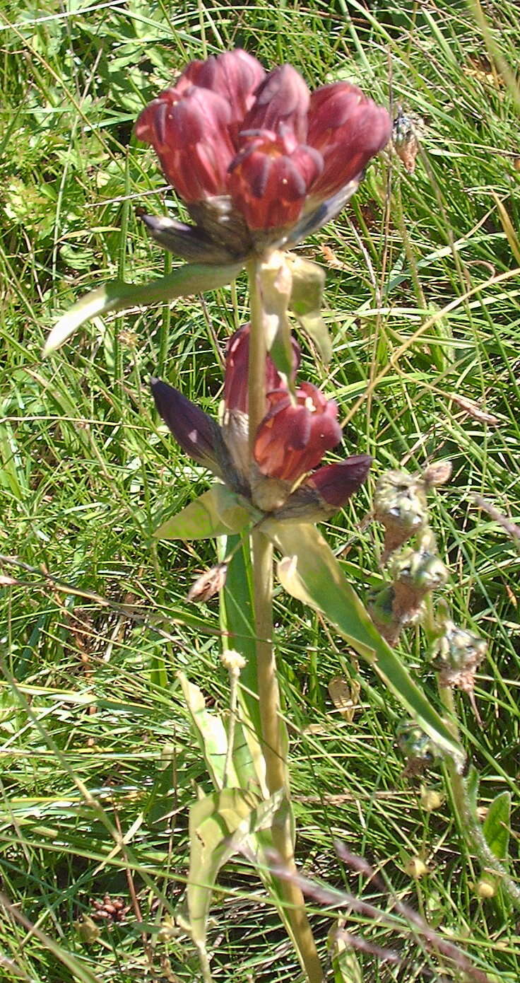 Image de Gentiane Pourpre