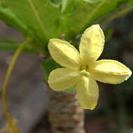 Image of cabbage on a stick