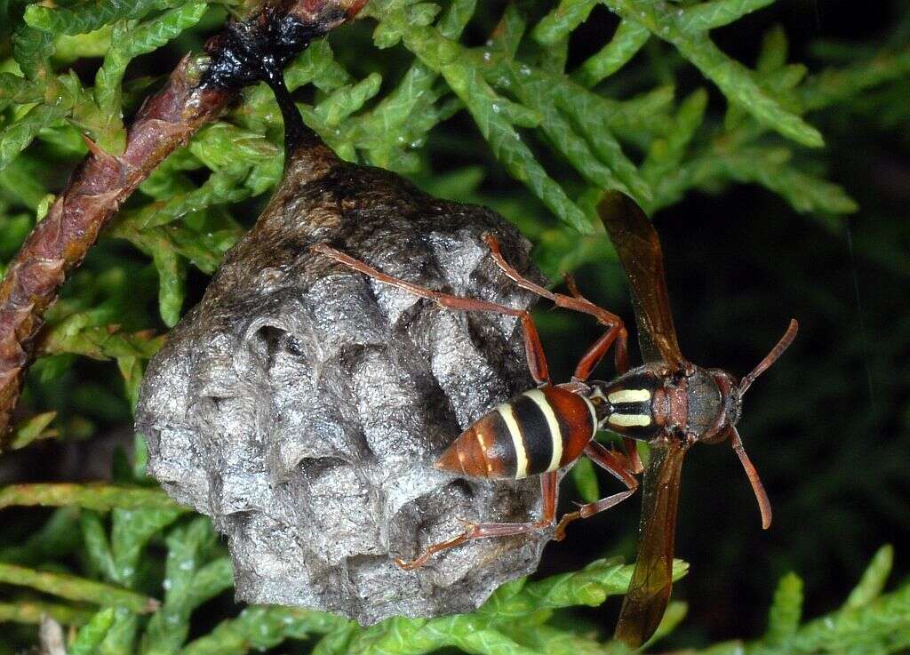 Image of Polistes marginalis (Fabricius 1775)