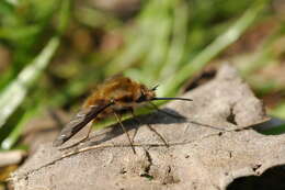 Image of Large bee-fly