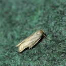 Image of Lesser wax moth