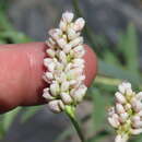 Слика од Persicaria pensylvanica (L.) M. Gómez