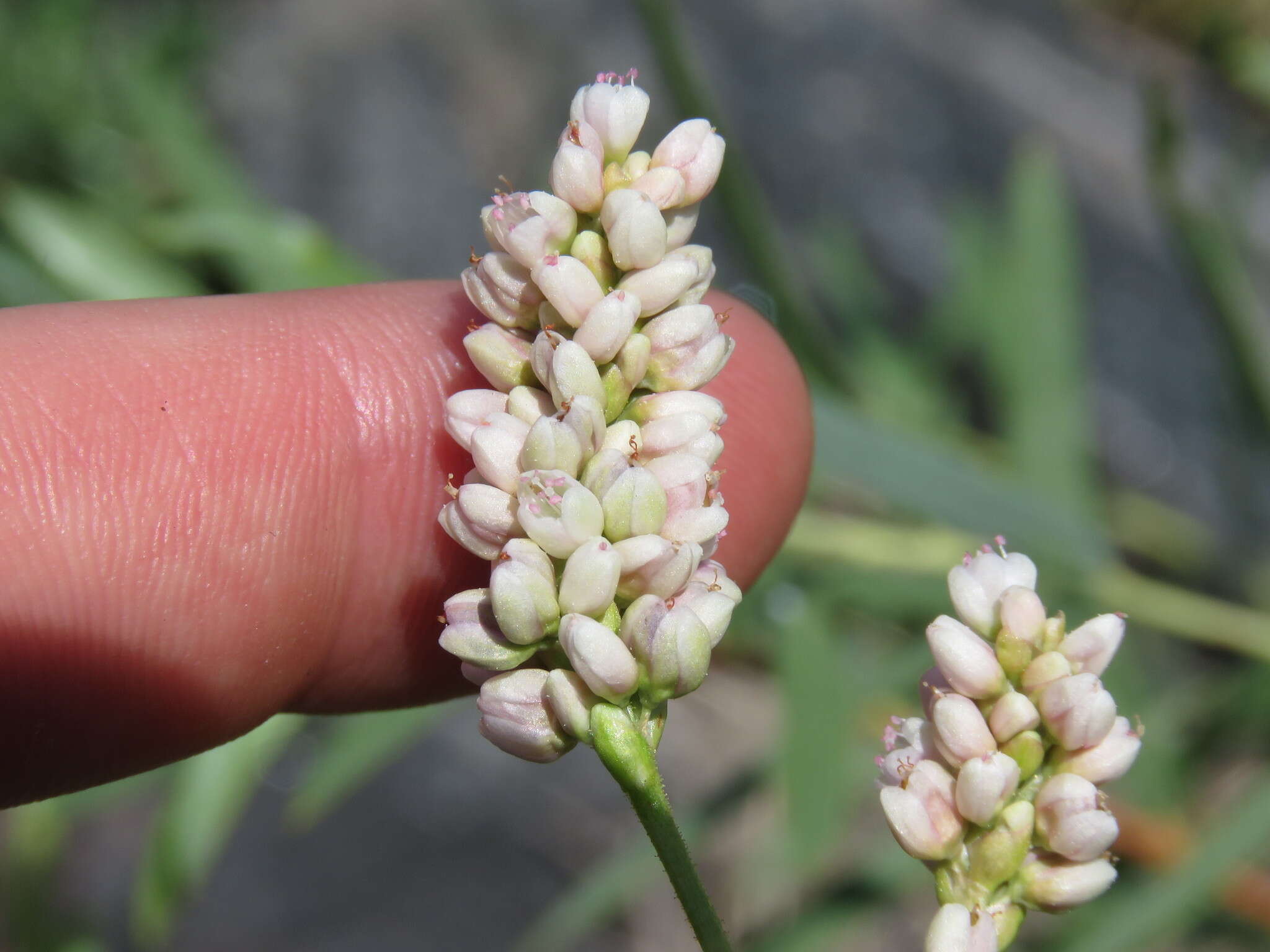 Image de Persicaria pensylvanica (L.) M. Gómez