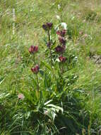 Image of Gentiana purpurea L.