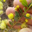 Image of Acacia cremiflora B. J. Conn & Tame