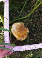 Image of field pumpkin