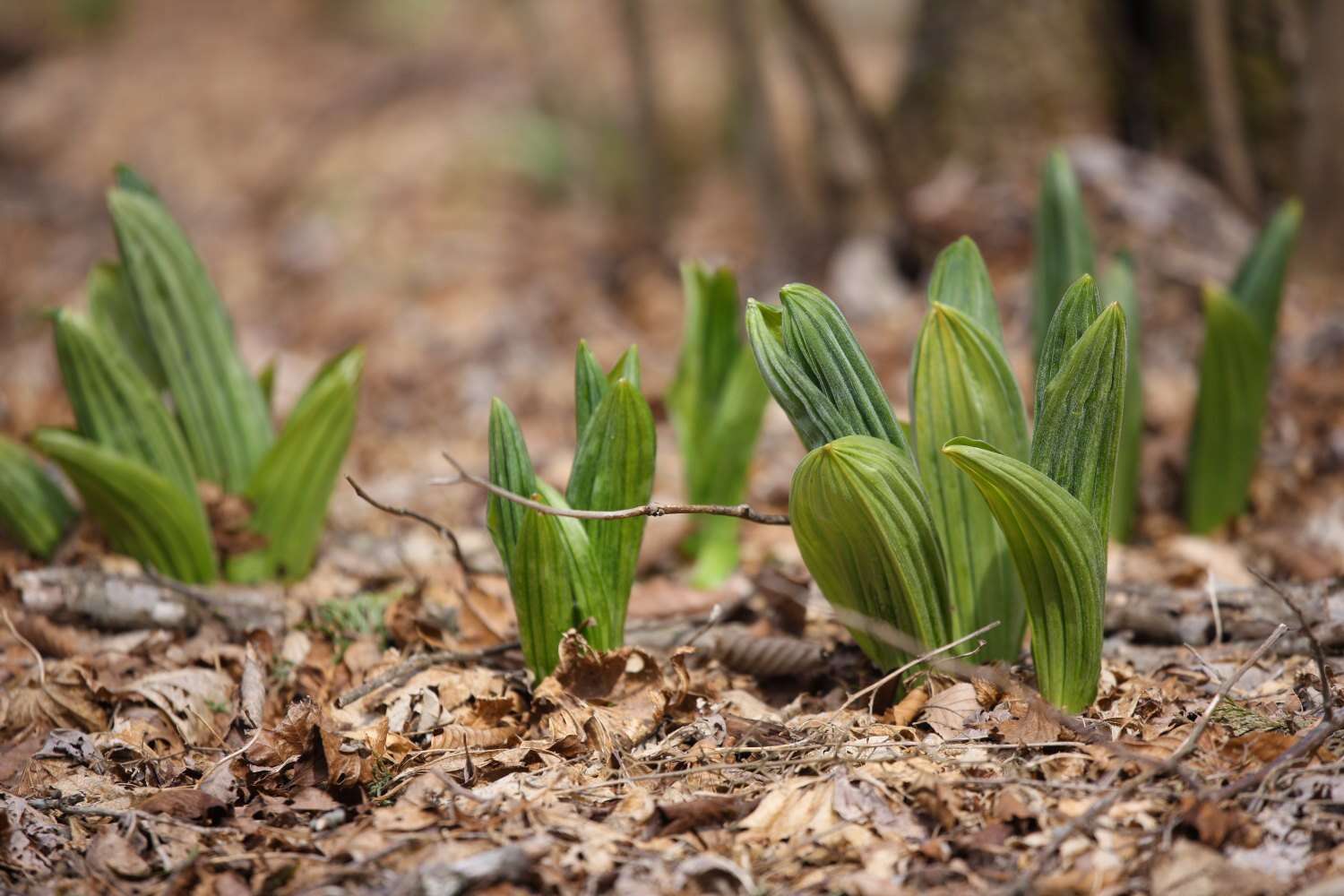 Image of white false hellebore