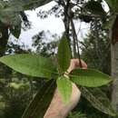 Sivun Elaeocarpus angustifolius Bl. kuva