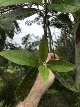 Image de Elaeocarpus angustifolius Bl.