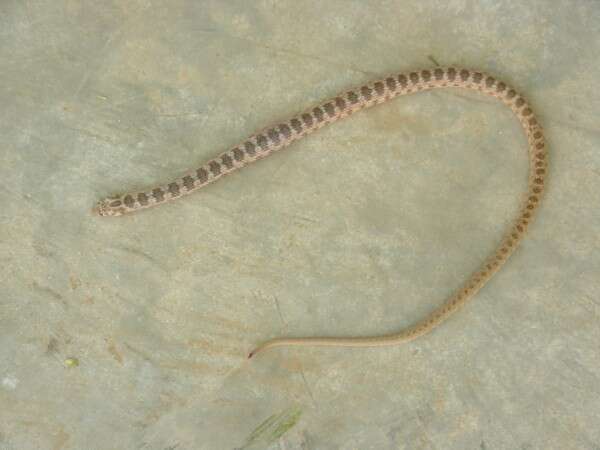 Image of Platyceps ventromaculatus (Gray 1834)