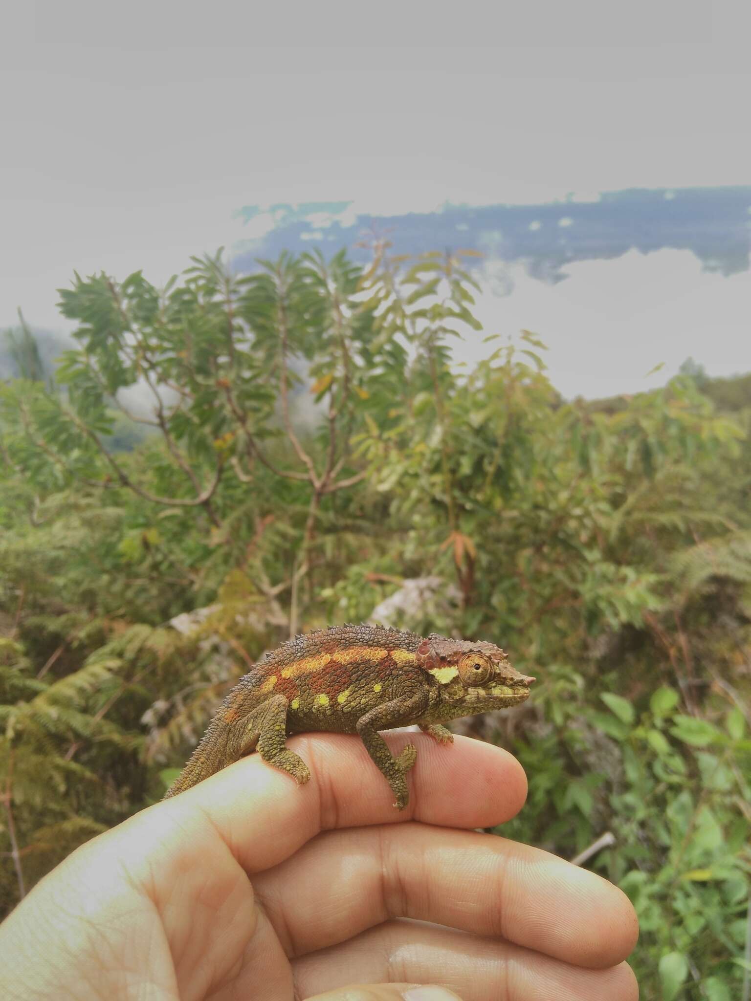 Image of Ngosi Volcano Chameleon