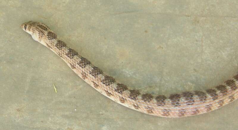 Image of Platyceps ventromaculatus (Gray 1834)