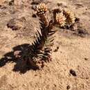 Image of Crassula alpestris subsp. alpestris