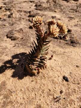 Image of Crassula alpestris subsp. alpestris