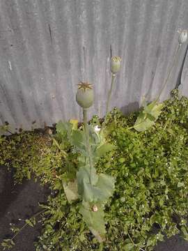 Image of Papaver somniferum subsp. somniferum