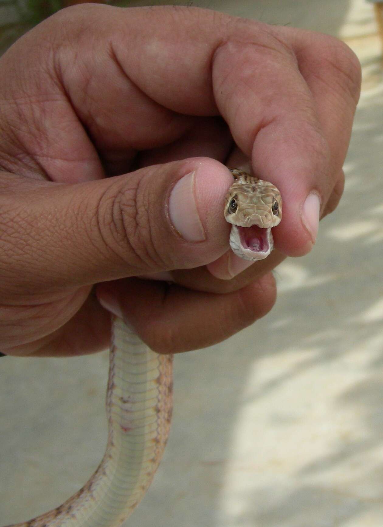 Image of Platyceps ventromaculatus (Gray 1834)