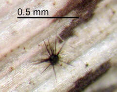 Image of Acanthophiobolus