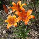 Lilium pensylvanicum Ker Gawl. resmi