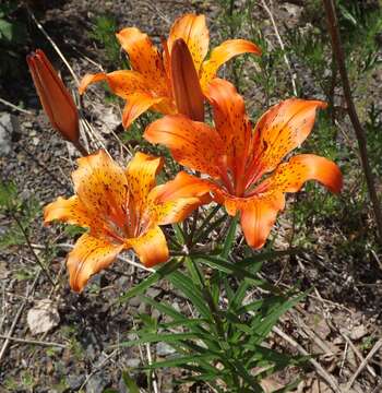 Image of Lilium pensylvanicum Ker Gawl.