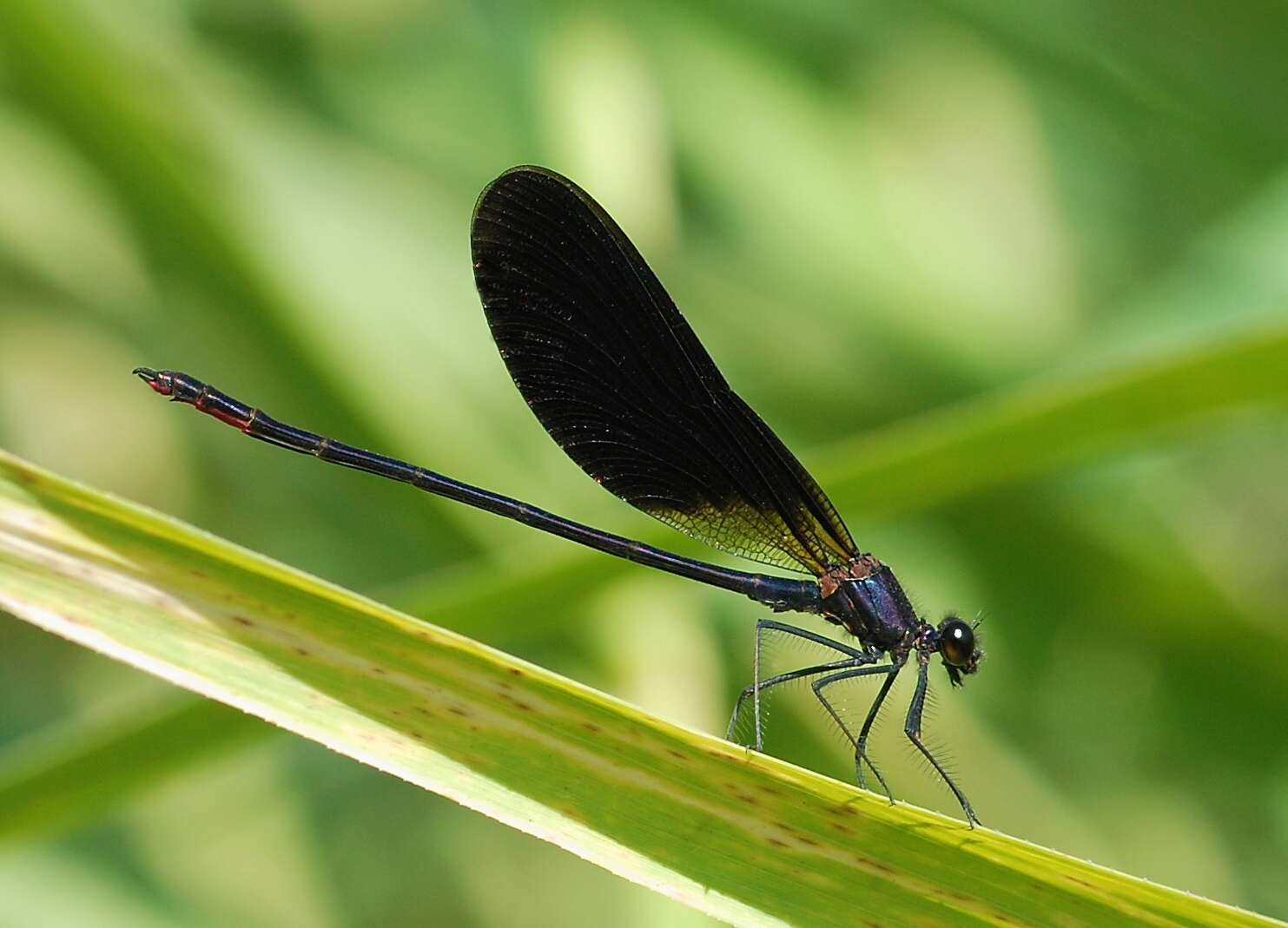 Image of Copper Demoiselle