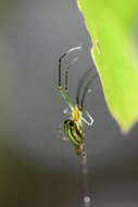 Leucauge undulata (Vinson 1863) resmi