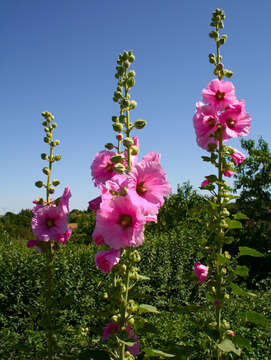 Image of hollyhock