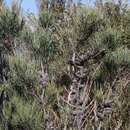 Image of Allocasuarina monilifera (L. A. S. Johnson) L. A. S. Johnson