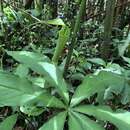 Image of Arisaema consanguineum Schott