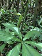 Image of Arisaema consanguineum Schott