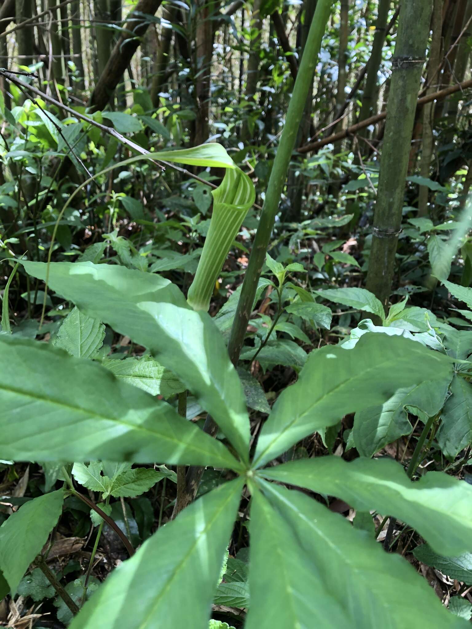 Image of Arisaema consanguineum Schott