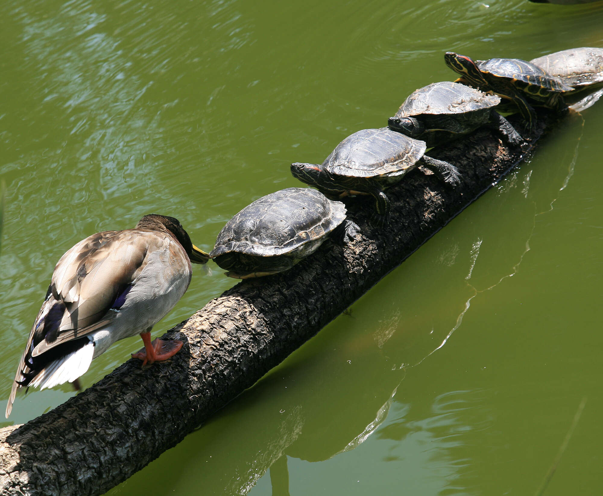 Image of Common Mallard