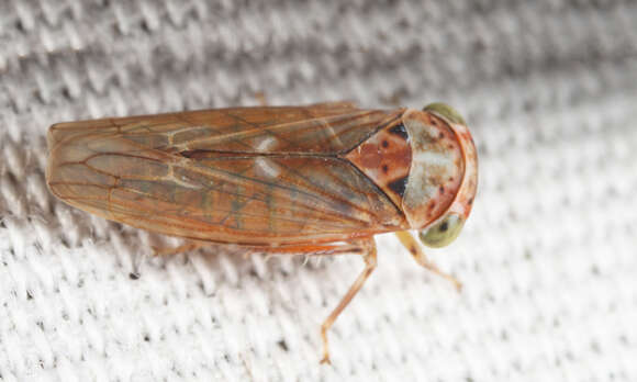 Image of Leafhopper