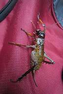 Image of Auckland tree weta