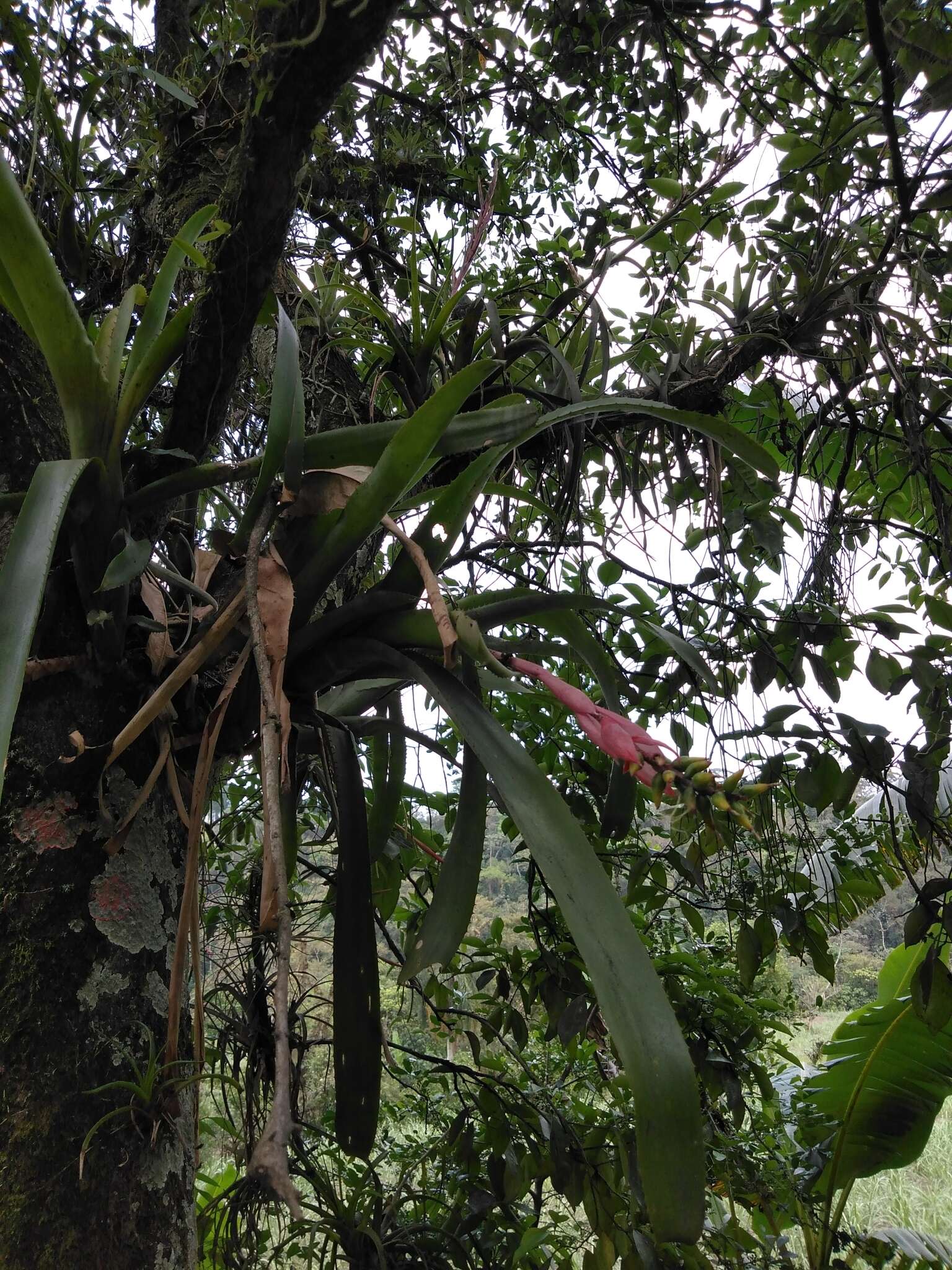 Imagem de Aechmea nudicaulis (L.) Griseb.