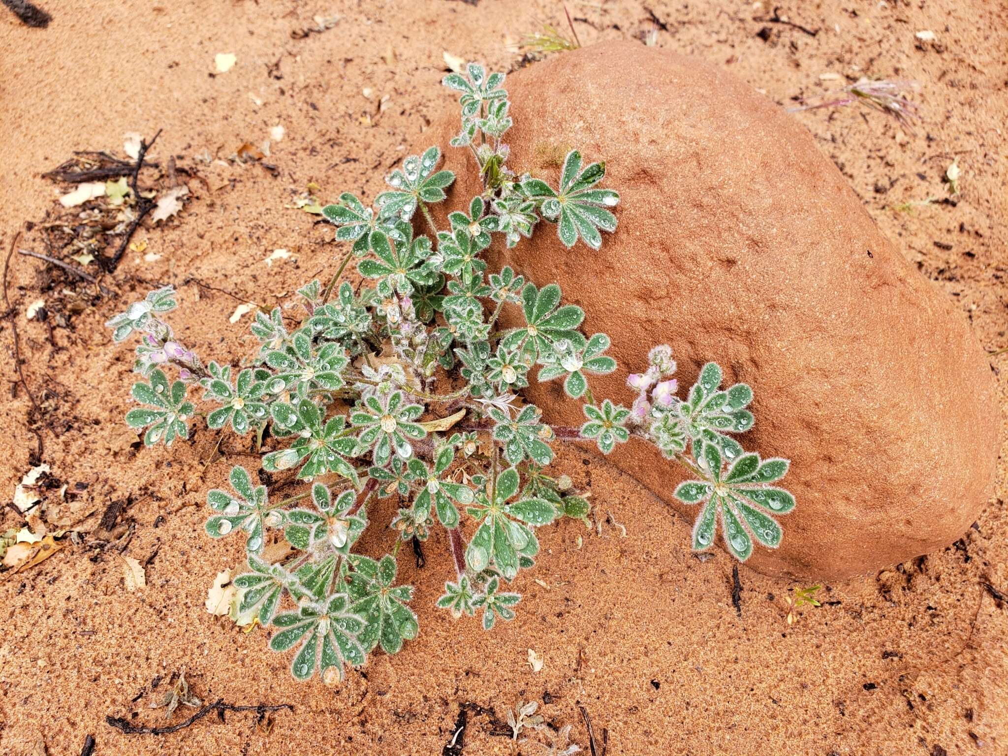 Imagem de Lupinus brevicaulis S. Watson