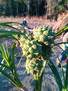 Image of Pandanus andringitrensis Huynh