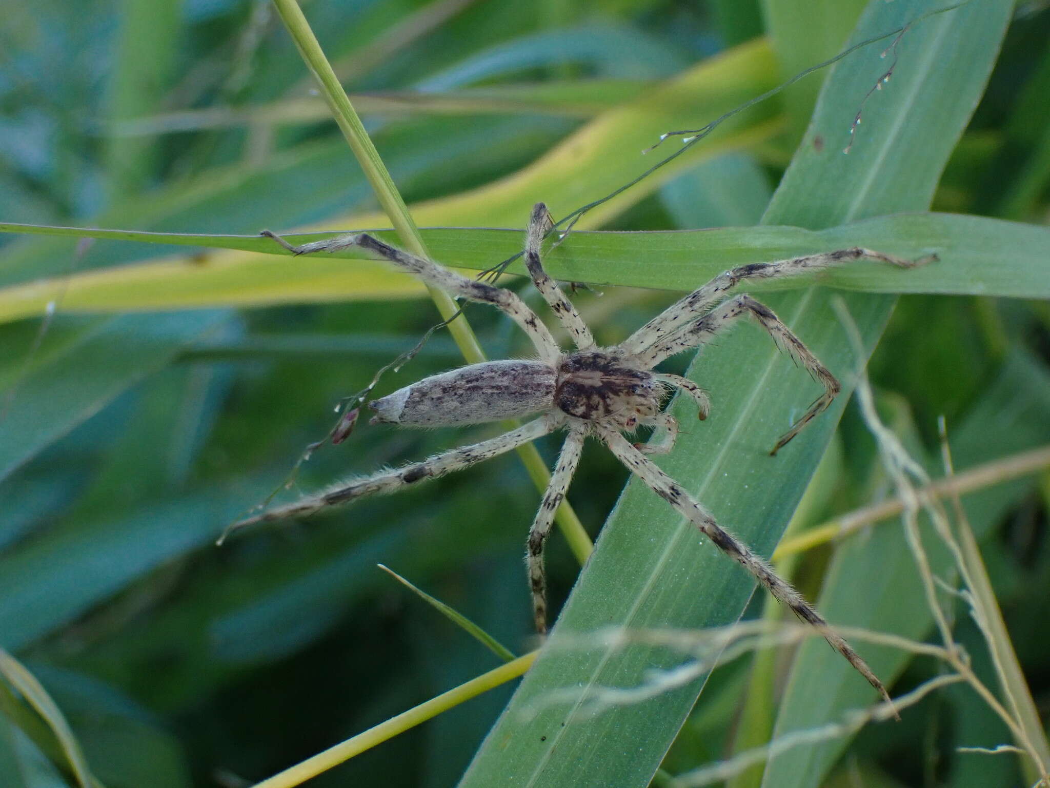 Image de Pisaurina undulata (Keyserling 1887)