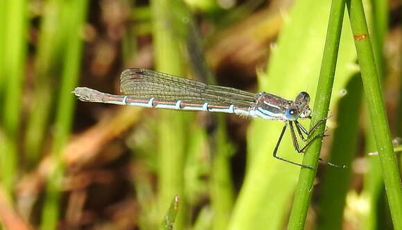 Sivun Austrolestes psyche (Hagen ex Selys 1862) kuva