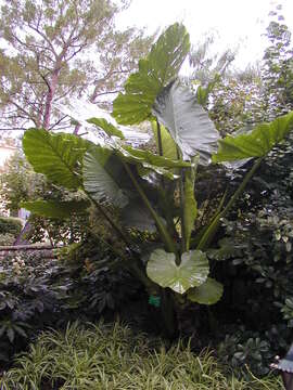 Imagem de Alocasia macrorrhizos (L.) G. Don