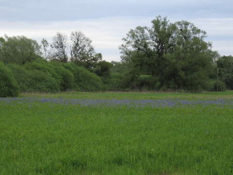 Image of German Iris