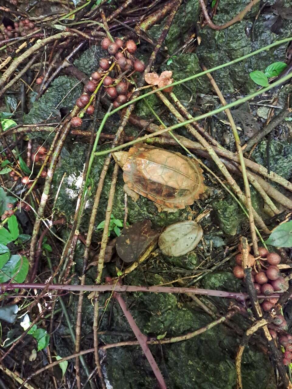 Image of Keeled box turtle