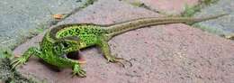 Image of Sand Lizard